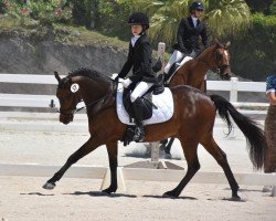 horse Edelweiss (Cago S) (German Riding Pony, 2007, from Cyriac WE)