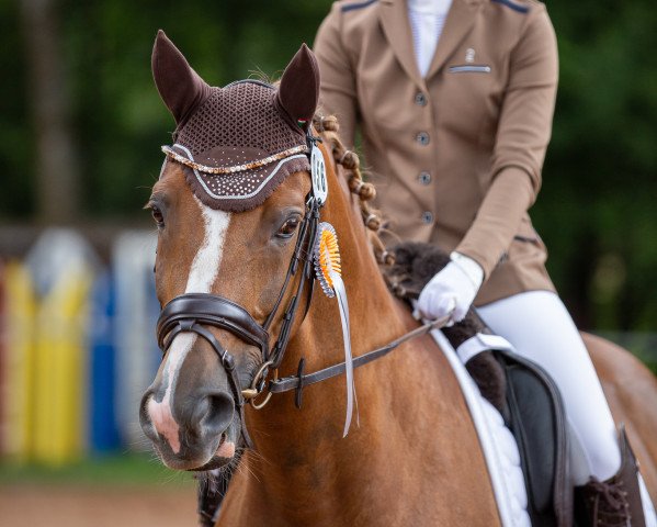 dressage horse Valentiano LB (Hanoverian, 2010, from Valentino)