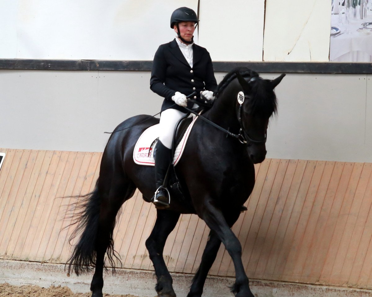 dressage horse Swart twadde (KWPN (Royal Dutch Sporthorse), 2007)