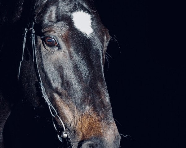 dressage horse Rocko IV (Oldenburg, 2003, from Rohdiamant)
