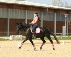 dressage horse Maraike 4 (German Sport Horse, 2010, from Hochmeister)