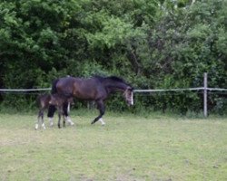 broodmare Lyjanera (Hanoverian, 2011, from Likoto xx)