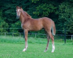 broodmare Beriva Royal (Westphalian, 2015, from Baccardi)