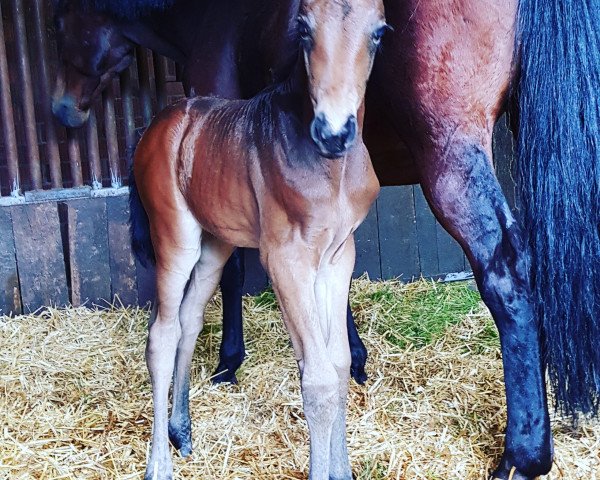 dressage horse Salut ma belle MD (Westphalian, 2019, from Sandro Hit)