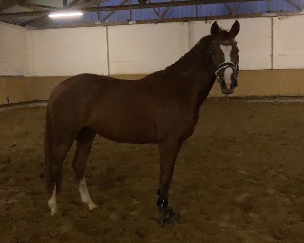 dressage horse Sanita (German Riding Pony, 2017, from Coke saint of the Life)