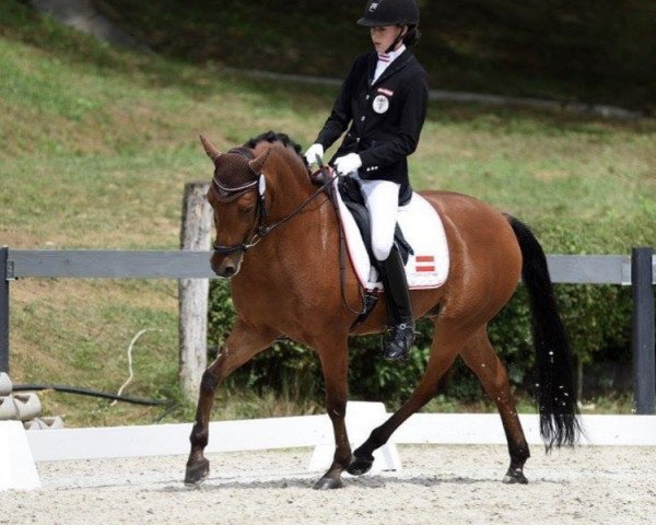 dressage horse Bruintje 13 (KWPN (Royal Dutch Sporthorse), 2005)