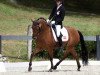 dressage horse Bruintje 13 (KWPN (Royal Dutch Sporthorse), 2005)