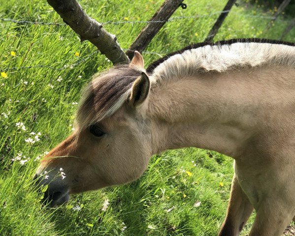 horse Apple Pie (Fjord Horse, 2016, from Irving)