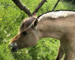 Pferd Apple Pie (Fjordpferd, 2016, von Irving)