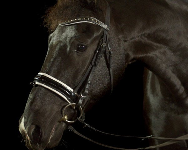 dressage horse Sueno Caballo (Hanoverian, 2011, from St. Moritz Junior)