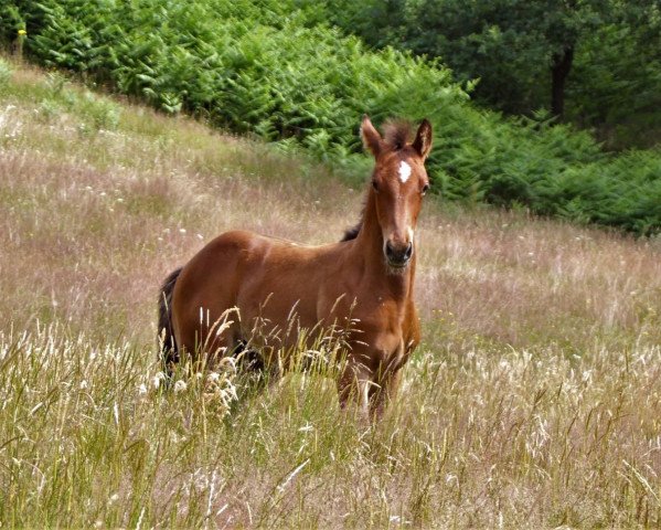 Springpferd Aragon (Westfale, 2019, von All Music)