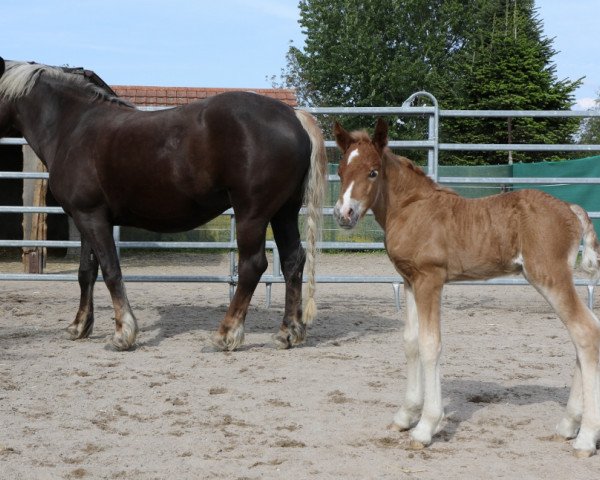 Deckhengst Vincenzo (Schwarzwälder Kaltblut, 2019, von Vogt)