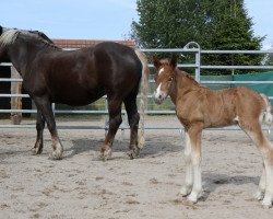 stallion Vincenzo (Black Forest Horse, 2019, from Vogt)