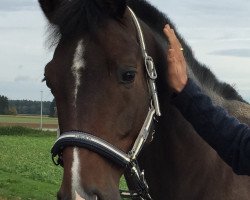 dressage horse Dont Worry 3 (Bavarian, 2009, from Dr Doolittle 45)