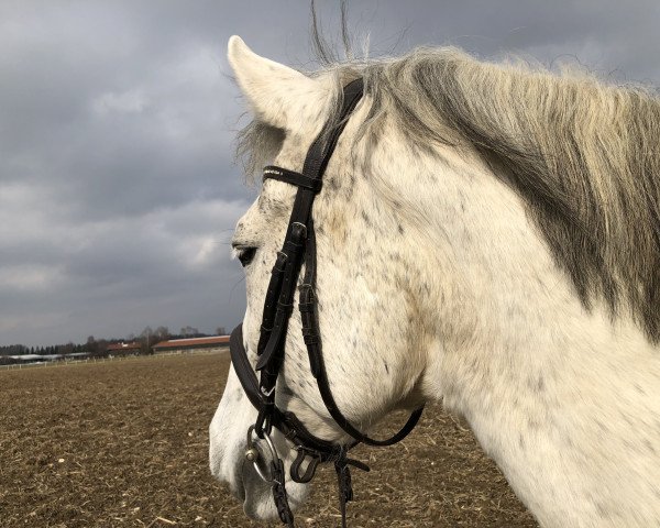 dressage horse Timothy 16 (Lipizzaner, 2006)