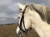 dressage horse Timothy 16 (Lipizzaner, 2006)