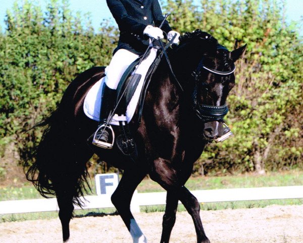 dressage horse Black Pearl 59 (German Riding Pony, 2004, from Orpheus Junior)