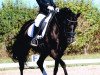 Dressurpferd Black Pearl 59 (Deutsches Reitpony, 2004, von Orpheus Junior)