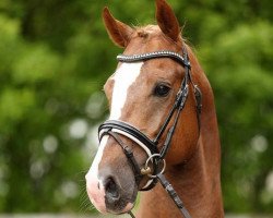 dressage horse Starbucks 14 (German Riding Pony, 2010, from Jonker's Socrates)