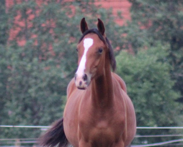 broodmare Diamant de Martel C.G. (Hanoverian, 2018, from Diamant de Plaisir 178 FIN)