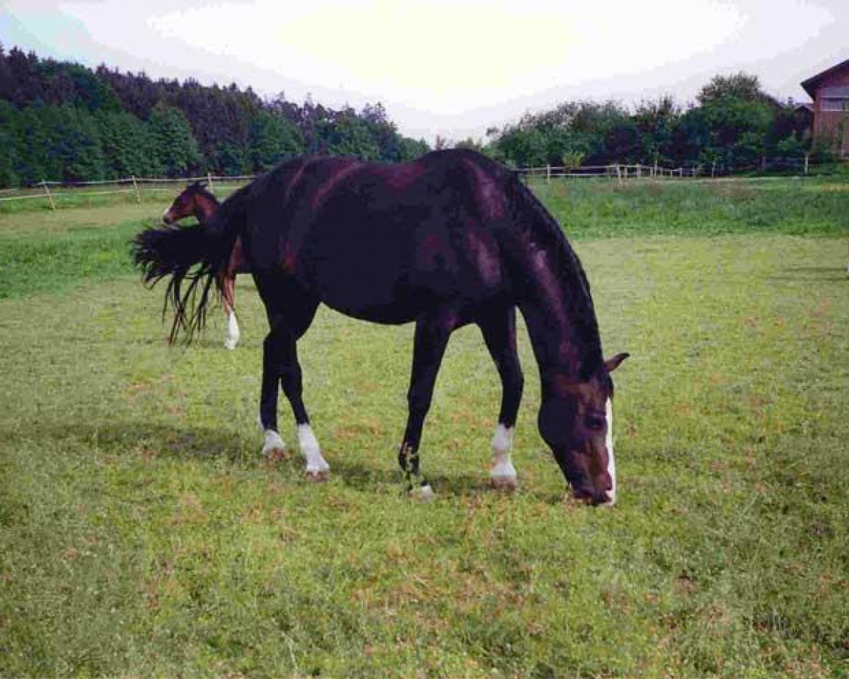 broodmare Tabaluga (Bavarian, 1994, from Coriograf B)