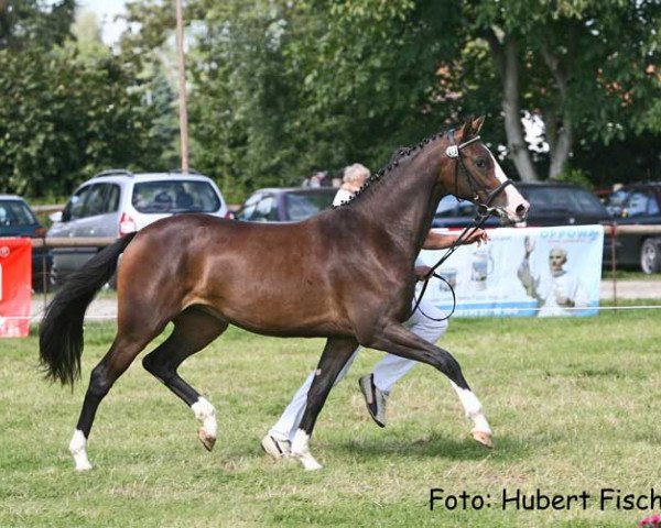 broodmare Tabalugas Zaubermaus (Bavarian, 2004, from Ringo Starr)