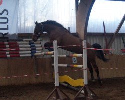 jumper Spenzer de Lux (Hanoverian, 2011, from Stolzenberg)