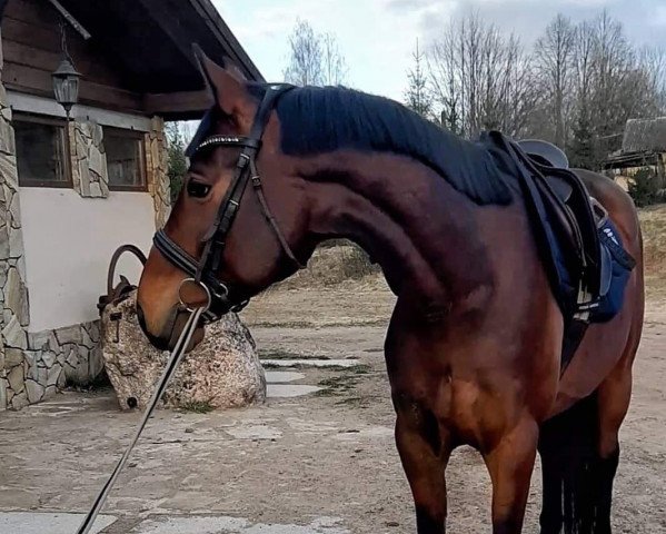 Pferd Chipolitas (Trakehner, 2014, von Gluosnis xx)