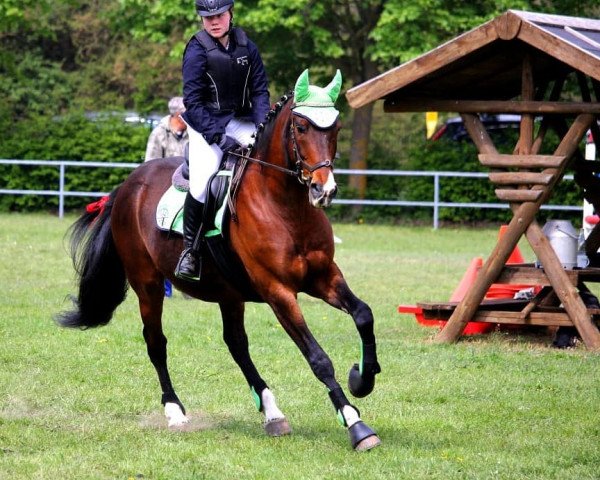 jumper Barley 5 (Polish Warmblood, 2004, from Las Vegas)