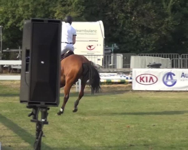 Reitturnier Düren - An der Kuhbrücke 2016