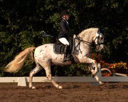 dressage horse Hidalgo 156 (Pony ohne Rassebezeichnung, 2004)