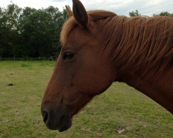 Zuchtstute Lucky's red Wings (Tennessee-Walking-Horse,  , von Judith's Pride)