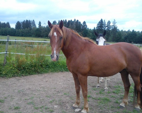 horse Pride's Sunwindwalker (Tennessee Walking Horse, 2005, from Judith's Pride)