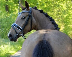 dressage horse Willy Wonka 17 (German Riding Pony, 2016, from Cassini)