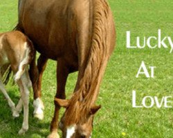 broodmare Lucky at Love (Tennessee Walking Horse,  , from Threat's mr. Go Boy)