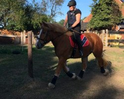 horse Little Malibu (Rhenish-German Cold-Blood, 2013, from Lucky)