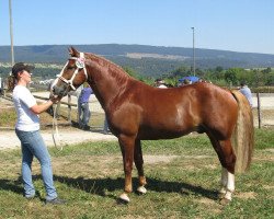 Deckhengst Hornet CH (Freiberger, 2007, von Havane)