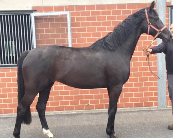 dressage horse Dante's Princess (Hanoverian, 2016, from Dante Weltino Old)