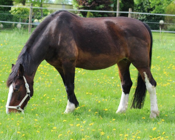 broodmare Milanda (KWPN (Royal Dutch Sporthorse), 1994, from Ahoy)