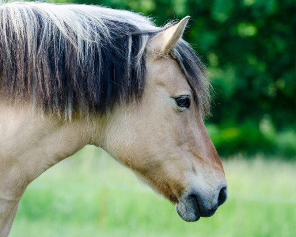 Pferd Carolina (Fjordpferd, 1997, von Jöran)