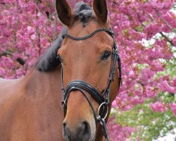 Springpferd Quilano Quidam (Oldenburger, 2011, von Qui Maro)