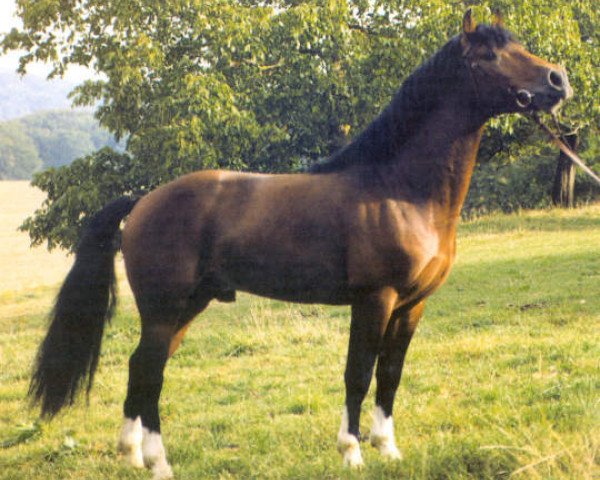 stallion Hyper (Freiberger, 1994, from Hollywood)