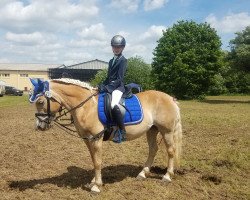 dressage horse Nele (6,49% ox) (Edelbluthaflinger, 2008, from Nardini Royal (0,49% ox))