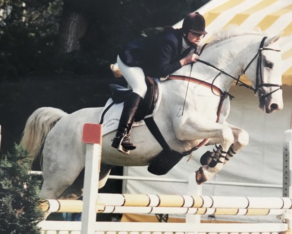 horse Castillio (Hessian Warmblood, 1987, from Capitano)