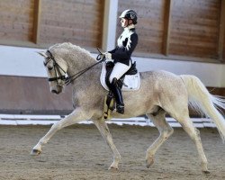 dressage horse Dante 75 (Belgian Warmblood, 2003, from Quickfeuer van Koekshof)