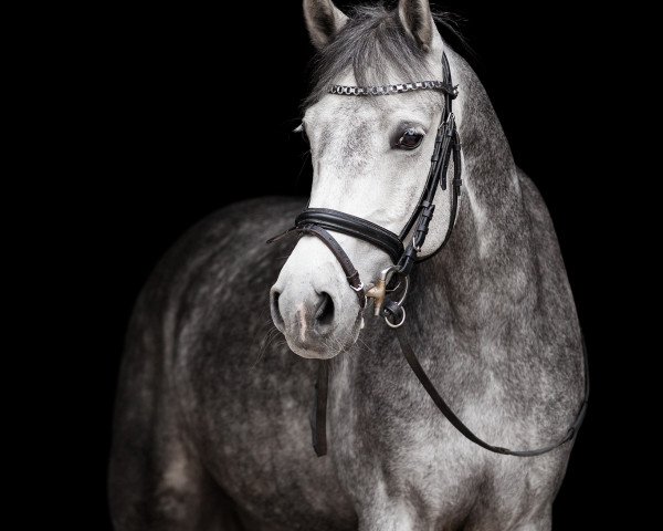 jumper Allegretto D (German Riding Pony, 2011, from Amarillys Sensation D)