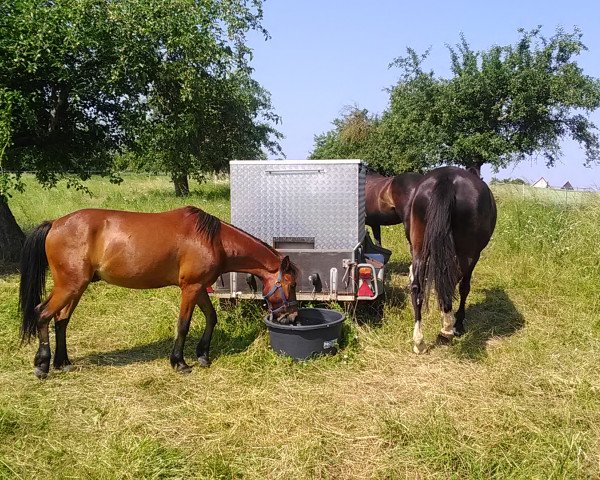 Pferd Dante (Pony ohne Rassebezeichnung, 2008)