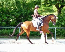 dressage horse de Bergerac (Oldenburg, 2013, from Damsey FRH)