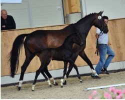 broodmare Cordamie (Westphalian, 2015, from Cordess 2)