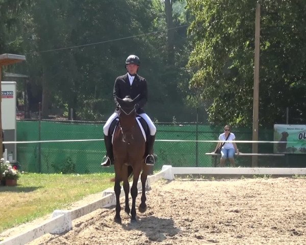 Reitturnier Düren - An der Kuhbrücke 2016